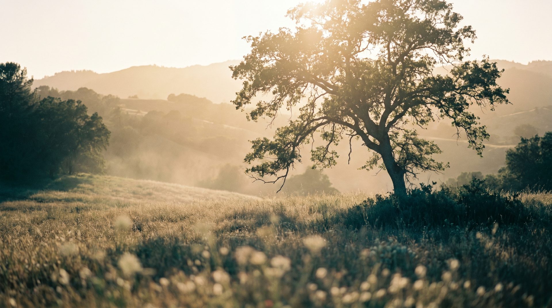 Soft golden-hour light over a calm meadow - the warm, unhurried feeling of care at Candid Therapy & Associates.